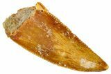Serrated, Raptor Premaxillary Tooth - Real Dinosaur Tooth #273104-1
